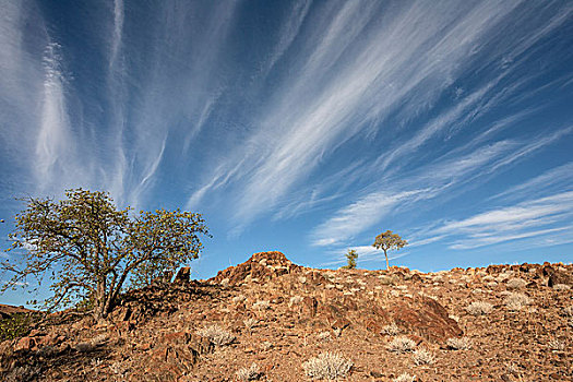 风景,树,云,杜维尔方丹,区域,纳米比亚,非洲