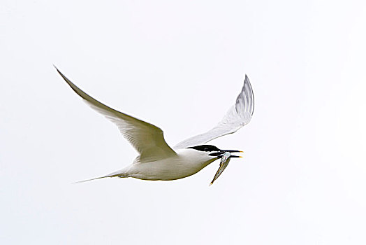 白嘴端燕鸥,白嘴端燕,飞行,鱼,特塞尔,西弗里西亚群岛,省,北荷兰,荷兰,欧洲