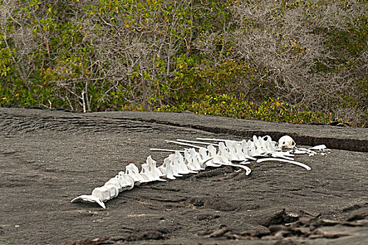 骨骼,大,海洋动物,沙子,加拉帕戈斯