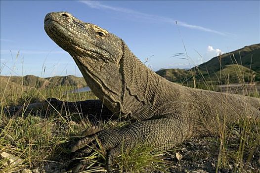 科摩多巨蜥,科摩多龙,晒太阳,日出,林卡岛,科莫多国家公园,印度尼西亚