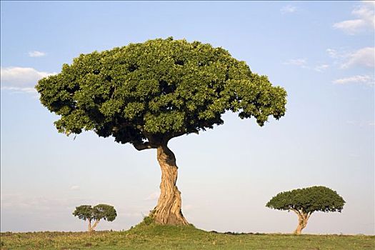 刺槐,树,马赛马拉国家保护区,肯尼亚