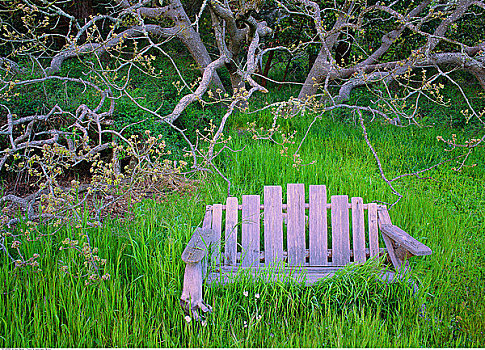 花园,座椅,树下,不列颠哥伦比亚省