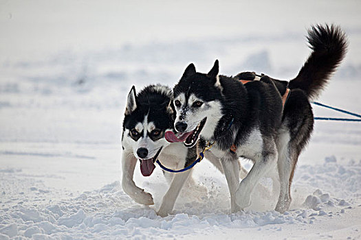 西伯利亚,哈士奇犬,狗拉雪撬比赛