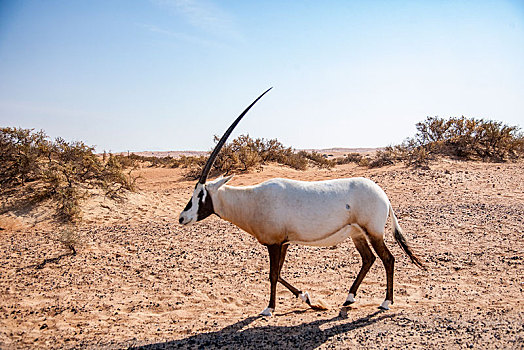 迪拜沙漠保护景区公路上行走的一群羚羊