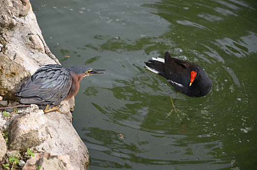 两只,鸭子,游泳,水,动物,多米尼加共和国