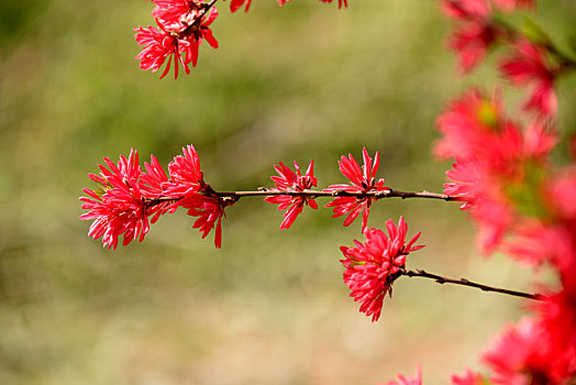 菊花桃