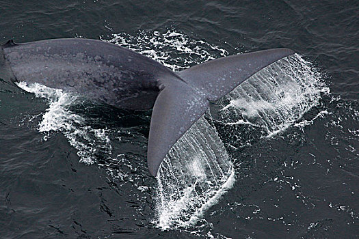 蓝鲸,加利福尼亚