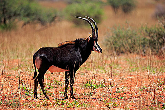 羚羊,尼日尔,成年,雄性,禁猎区,卡拉哈里沙漠,北角,南非,非洲