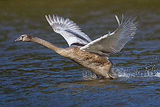 幼兽,疣鼻天鹅,起飞,水,北方,黑森州,德国,欧洲