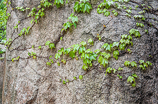 石头和绿色的植物