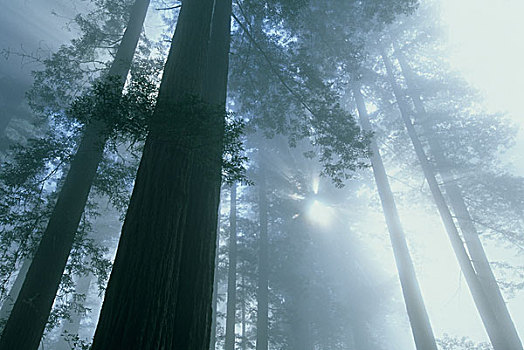 美国,加利福尼亚,红杉国家公园,雾状,黎明,瓢虫,小树林