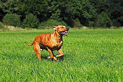 罗德西亚背脊犬,两个,雄性,移动,跑,上方,草地
