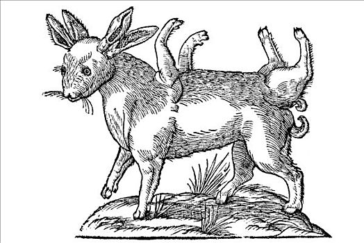 木刻,野兔,腿,四个,1642年,文艺复兴