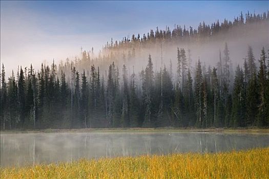 雾,遮盖,树,湖岸,湖,威勒米特国家公园,俄勒冈,美国