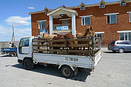 马,运输,小,卡车,蒙古,亚洲