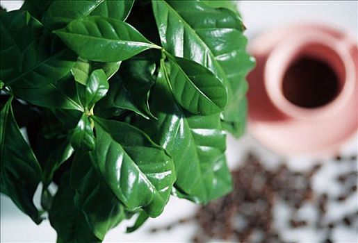 咖啡,植物,咖啡豆,咖啡杯,阿拉伯咖啡