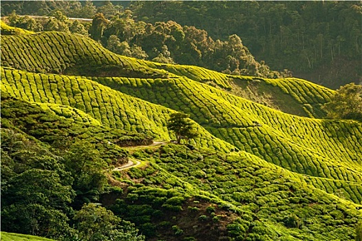 茶园,金马伦高地,马来西亚