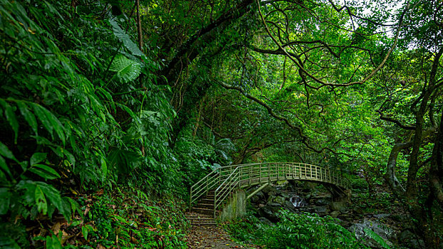 翠绿的森林步道,溪谷上的拱桥