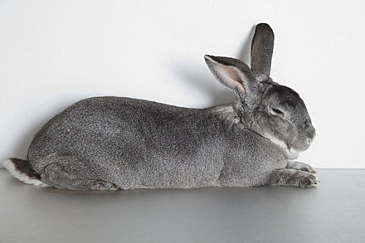 兔子,睡觉,棚拍