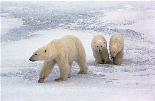 北极熊,曼尼托巴,加拿大