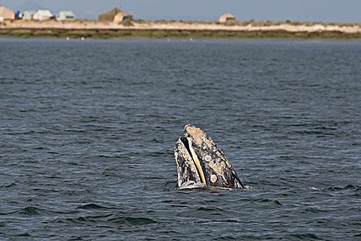 灰鲸,下加利福尼亚州,墨西哥