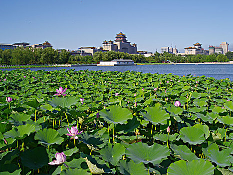 莲花池公园