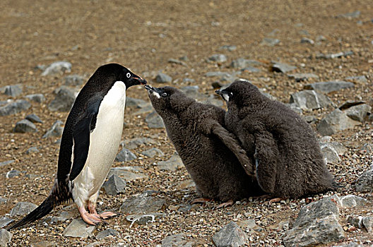 南极,南极半岛,岛屿,阿德利企鹅,生物群,幼禽,请求,食物