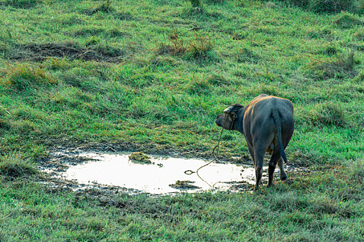 在积水边吃草的牛