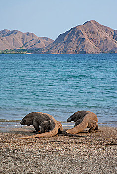 科摩多巨蜥,科摩多龙,一对,海滩,科莫多岛,科莫多国家公园,印度尼西亚