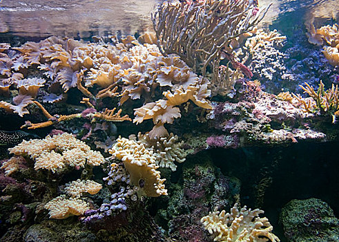 水下,风景,珊瑚