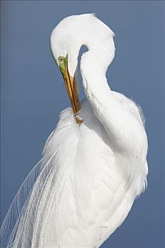 大白鹭,清洁,羽毛,萨尼伯尔岛,佛罗里达,美国