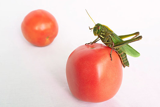 蚂蚱和西红柿