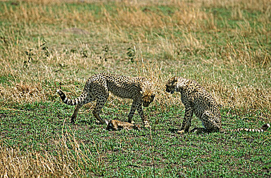 印度豹,猎豹,就绪,杀,汤氏瞪羚,小马,马赛马拉,公园,肯尼亚