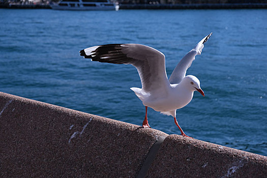悉尼海港大桥,展翅,海鸥