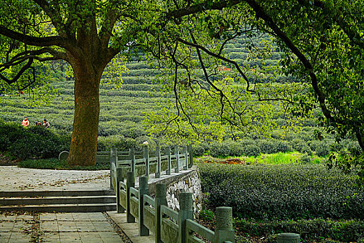 梅家塢茶園