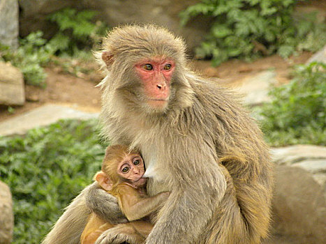 猴子母子