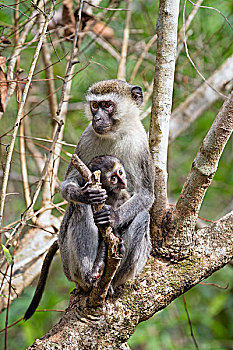 绿猴,坦桑尼亚