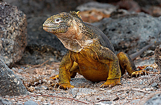 陆地,鬣蜥蜴,成年,加拉帕戈斯,厄瓜多尔,南美