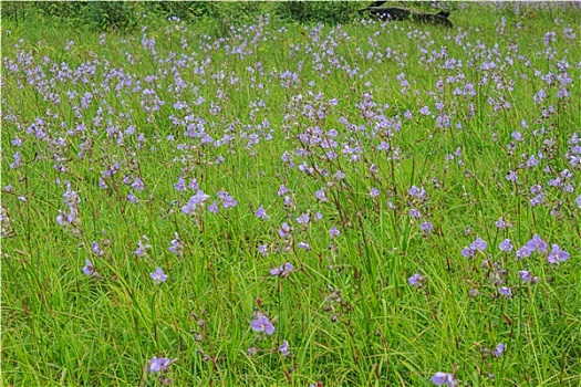 泰国,紫花,松树,树林