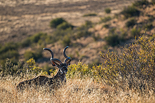 捻角羚,大捻角羚,游戏,牧场,南非