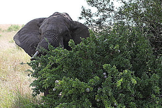 肯尼亚非洲象-树丛后的象