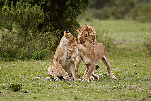 非洲狮,狮子,群,马赛马拉,公园,肯尼亚