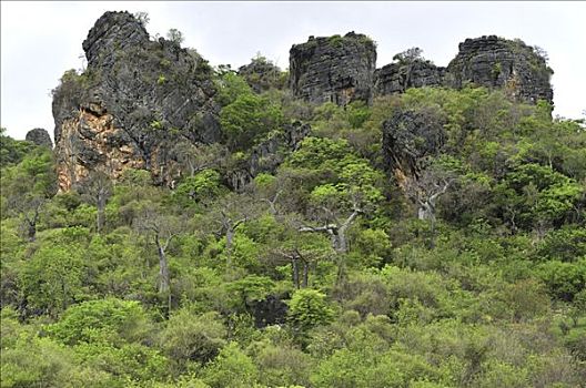 猴面包树,树,落叶林,北方,马达加斯加
