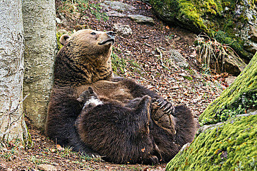 欧洲,棕熊,吸吮,幼兽,3个月,俘获,动物,围挡,巴伐利亚森林国家公园,巴伐利亚,德国