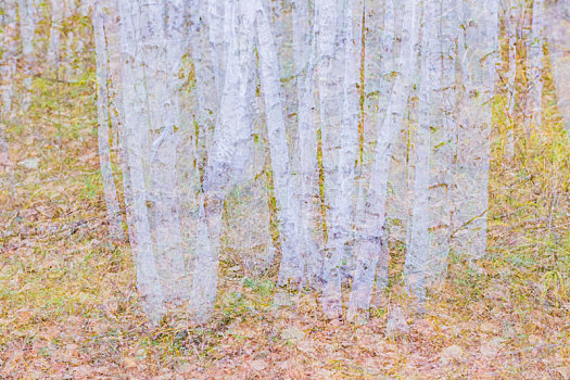 抽象的白桦树林