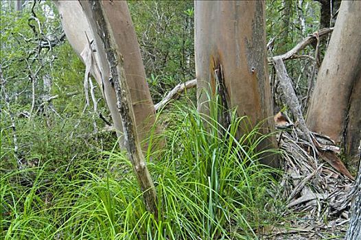 橡胶树,奥弗兰,摇篮山,国家公园,塔斯马尼亚,澳大利亚