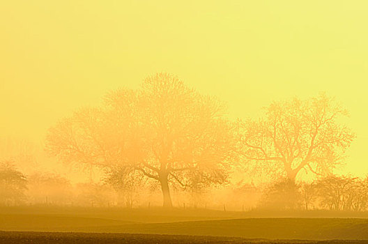 树,雾,日出,下莱茵,区域,北莱茵威斯特伐利亚,德国,欧洲