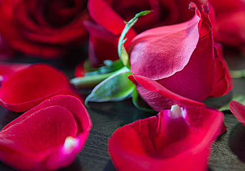 红色玫瑰花花花瓣静物摄影