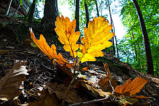 黄色,橡树叶,秋天,普拉蒂纳特,树林,莱茵兰普法尔茨州,德国,欧洲