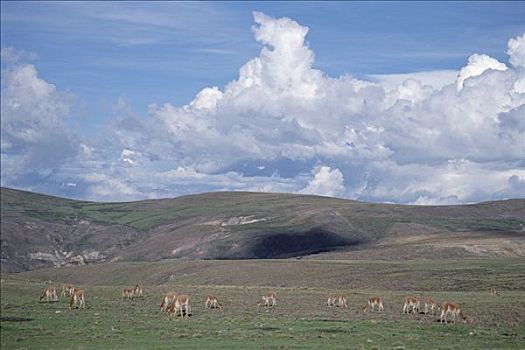 小羊驼,放牧,高原,潘帕伽勒拉斯国家保护区